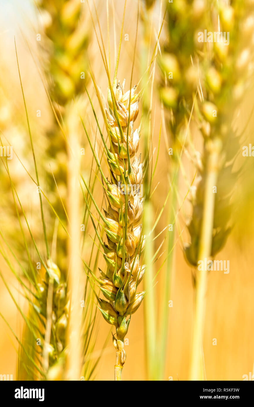 Gerste, single Spike Stockfoto