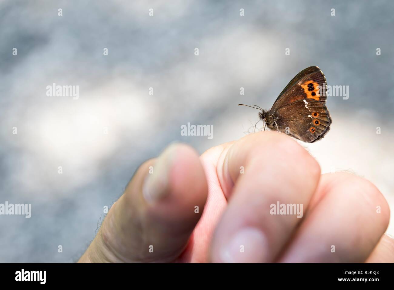 Kleine Butterfly/weiÃŸbindiger bergwald - mohrenfalter sitzt auf der Hand Stockfoto