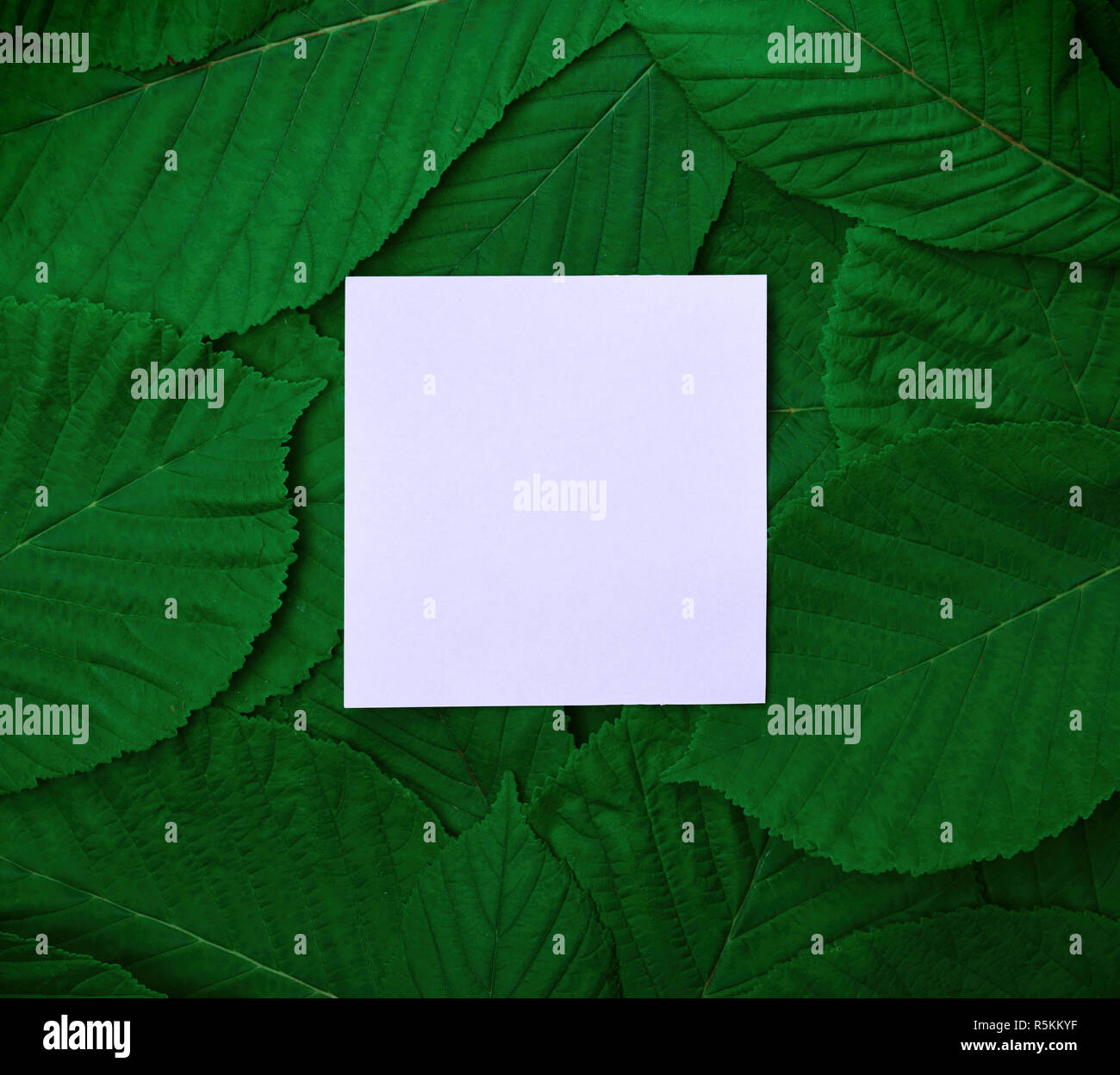 Blatt Papier in der Mitte der grüne Blätter der Kastanie Stockfoto