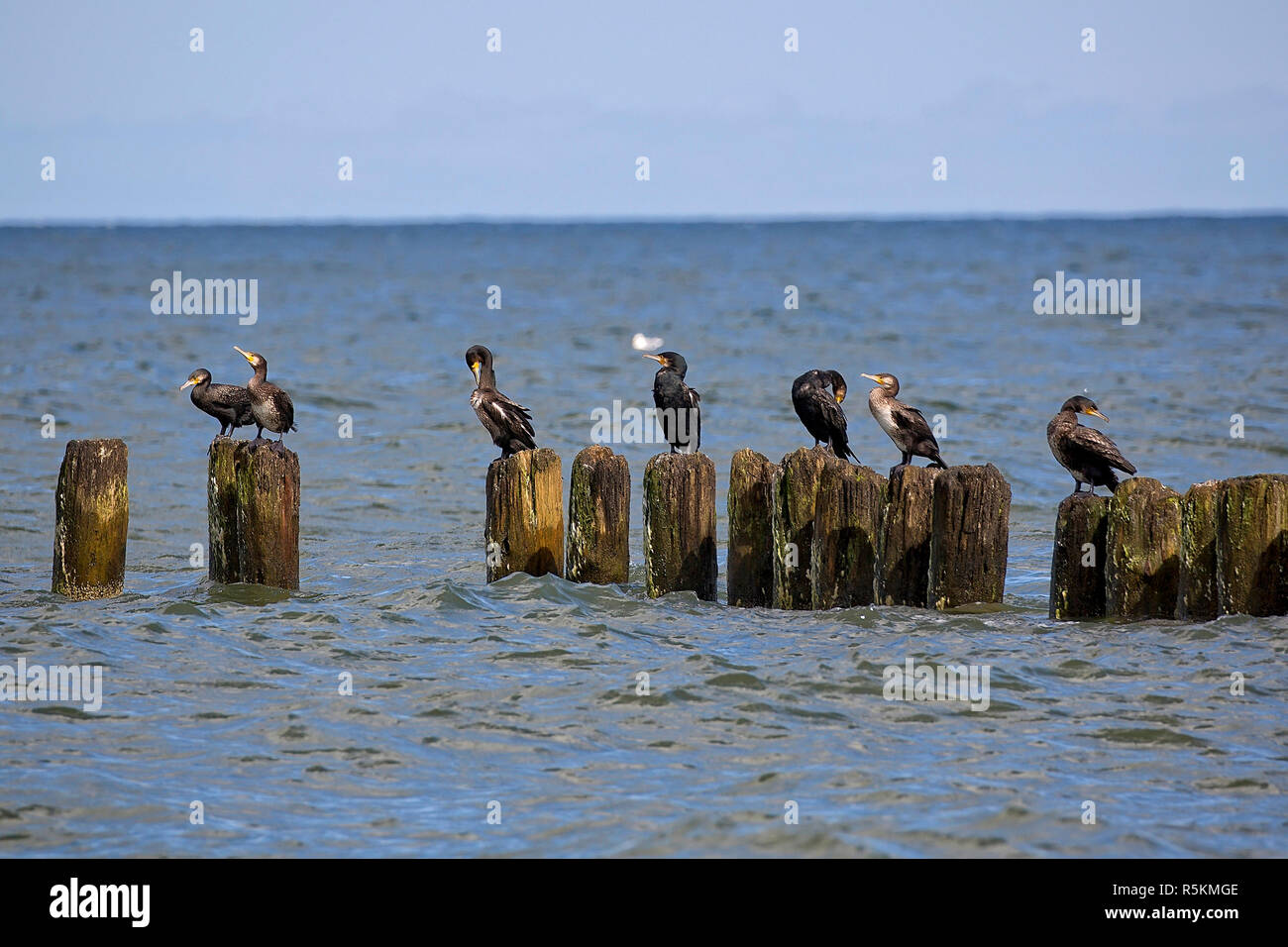 Schwarze Kormorane am Meer Stockfoto