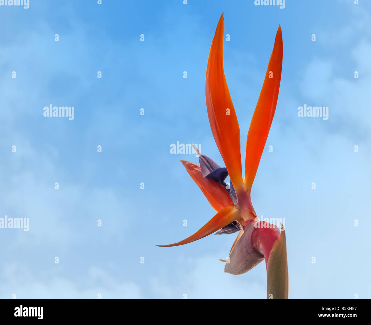 Strelitzia reginae, Bird of paradise Stockfoto