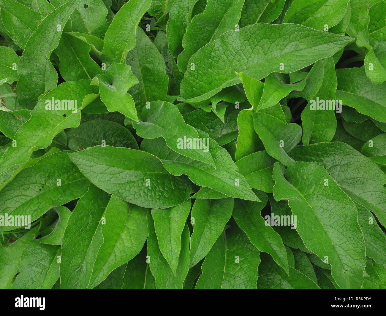 Beinwell, Schwarzwurz, große Blätter Stockfoto