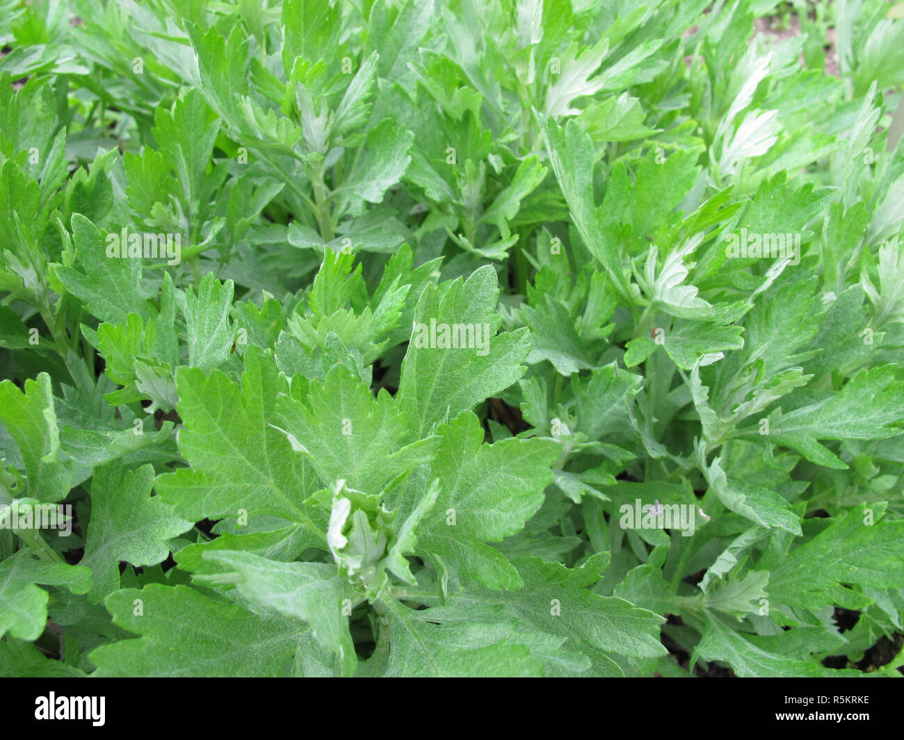 Amerikanische moxa Kräuter, Artemisia douglasiana Stockfotografie - Alamy