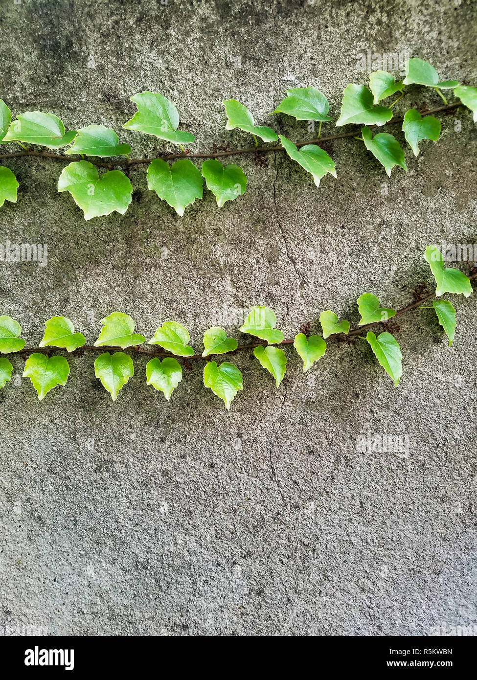Zwei Zweige von Boston Efeu, Parthenocissus tricuspidata, schleichend auf Zement Wand. Stockfoto