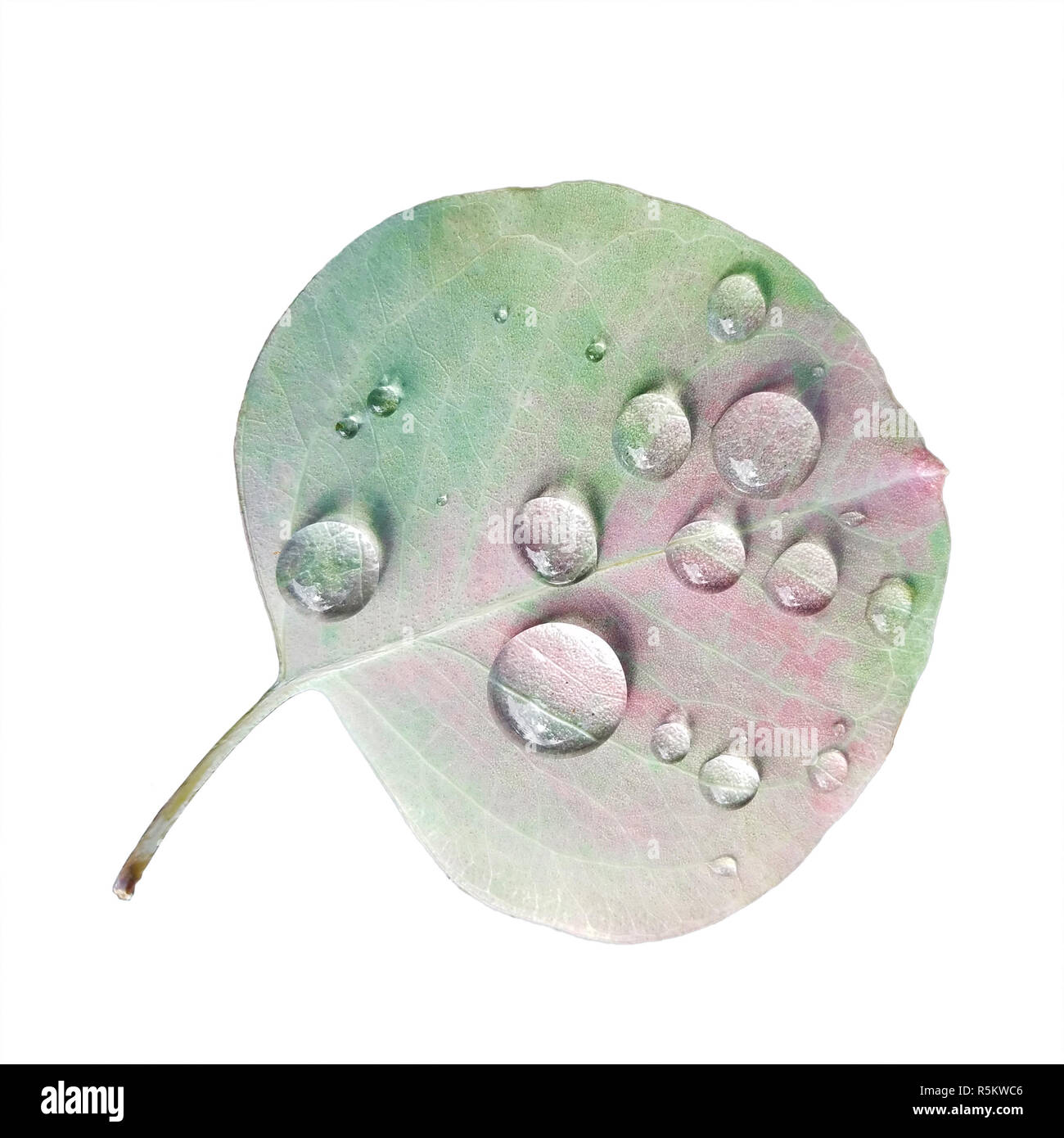 Eukalyptus Blatt mit Regen Tröpfchen isoliert auf weißem Hintergrund. Stockfoto