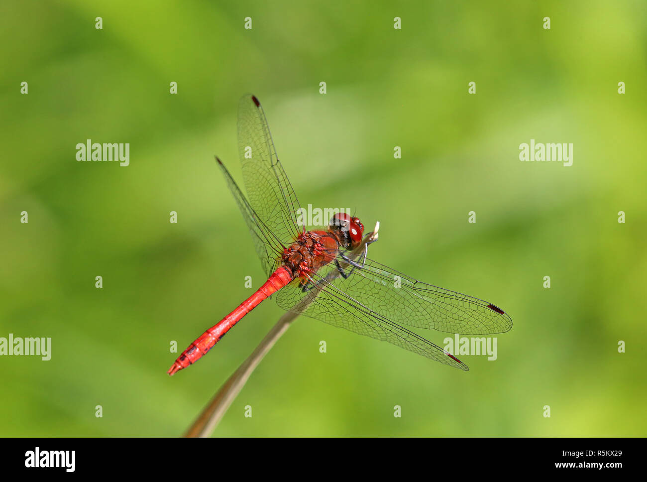 Männlichen Blut rot darter Sympetrum sanguineum Stockfoto
