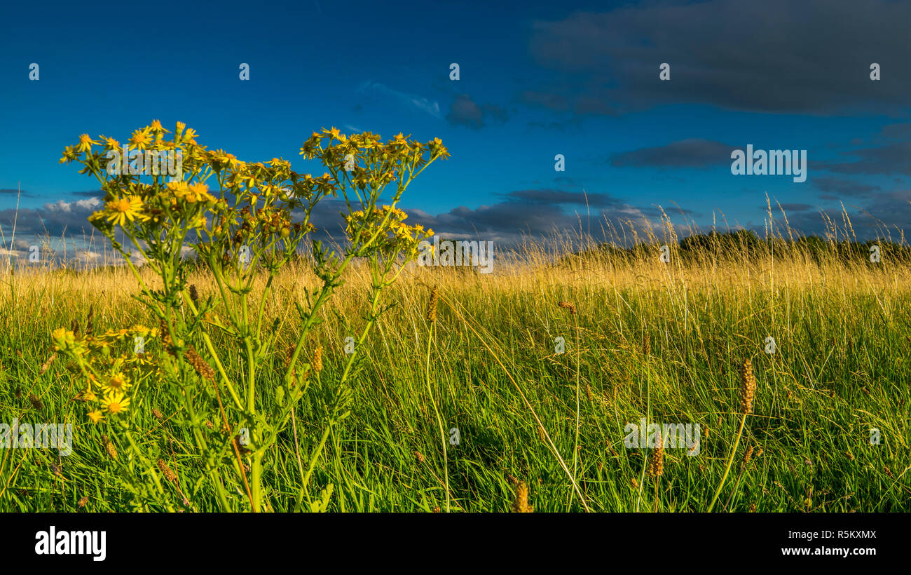 Grünes Gras und blauer Himmel Stockfoto