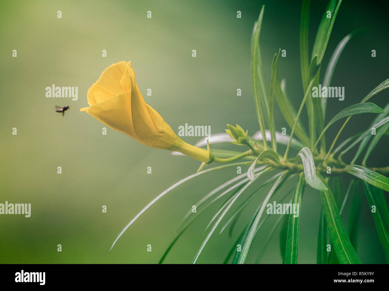 Eine Biene nähert sich eine gelbe Blume Stockfoto