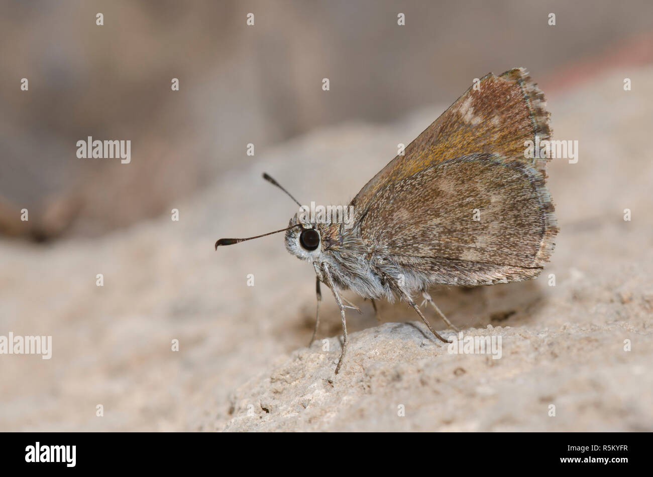Bronze, Roadside-Skipper Amblyscirtes aenus Stockfoto