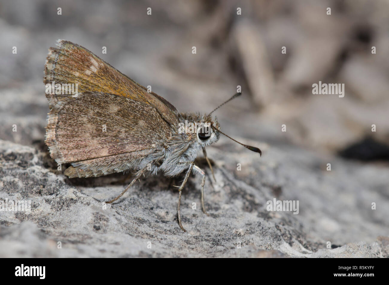 Bronze, Roadside-Skipper Amblyscirtes aenus Stockfoto