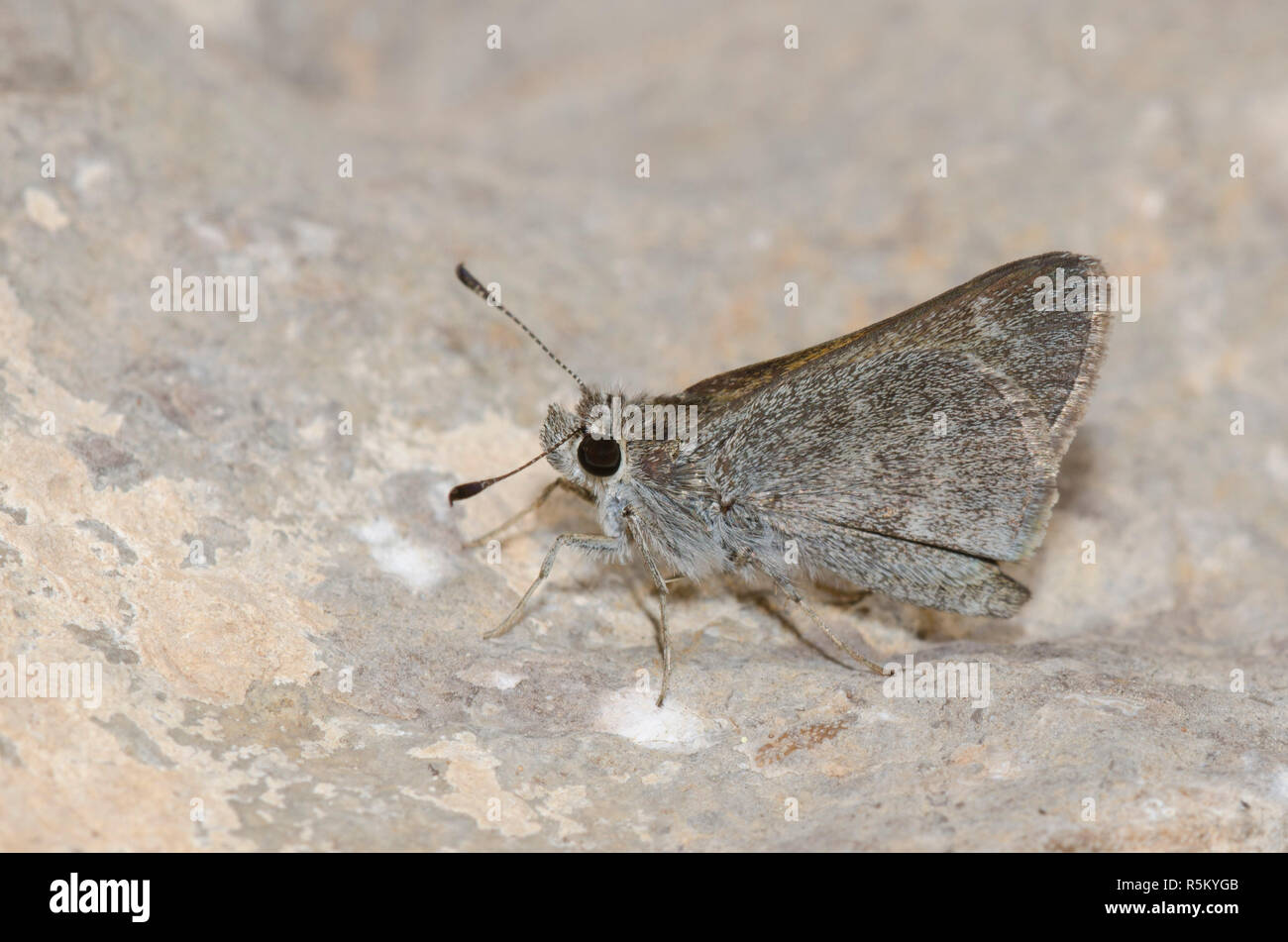 Oslar's Roadside-Skipper, Amblyscirtes oslari Stockfoto
