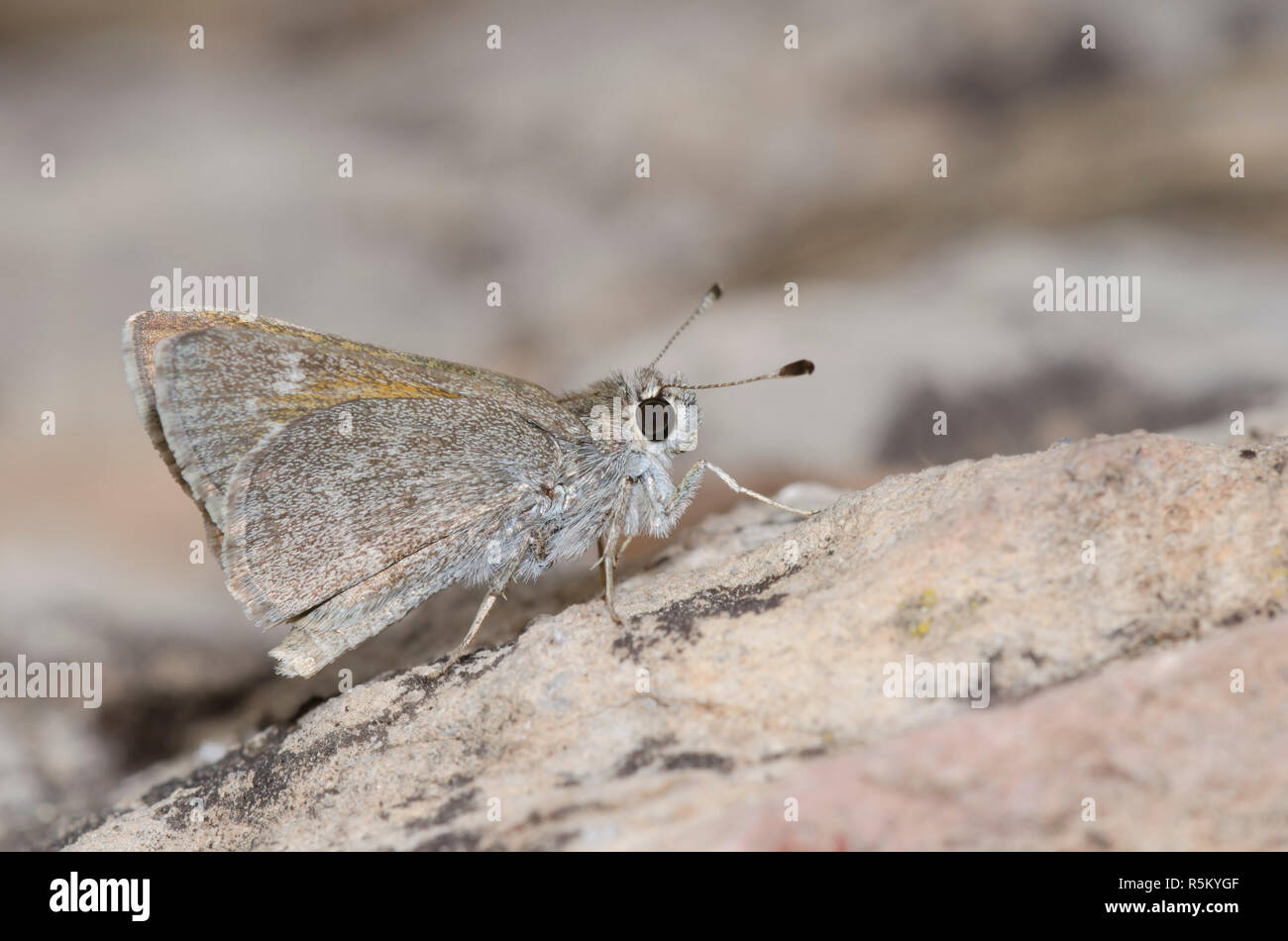 Oslar's Roadside-Skipper, Amblyscirtes oslari Stockfoto
