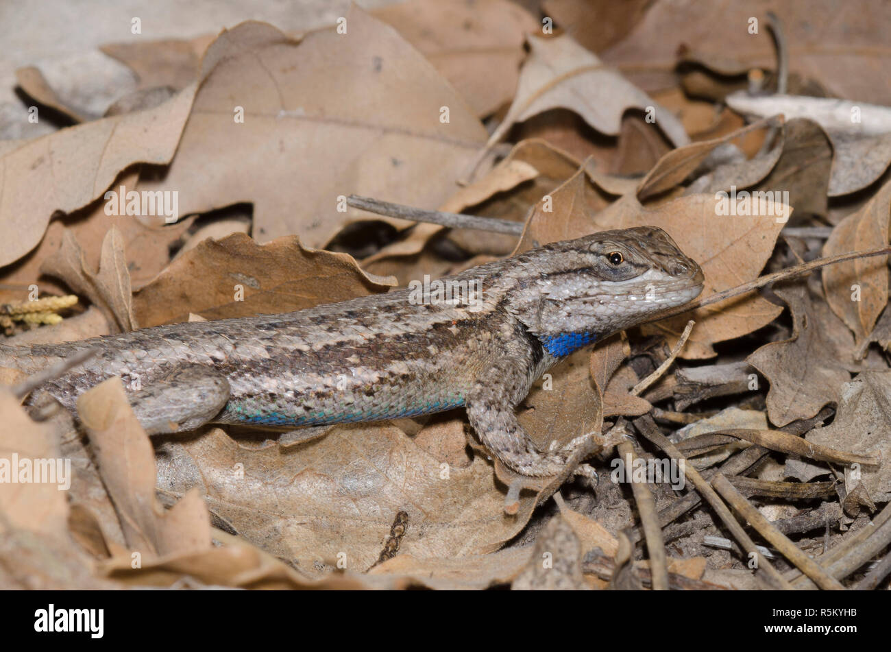 Plateau Zaun Eidechse, Sceloprus tristichus Stockfoto