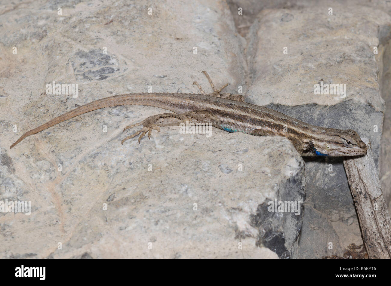 Plateau Zaun Eidechse, Sceloprus tristichus Stockfoto