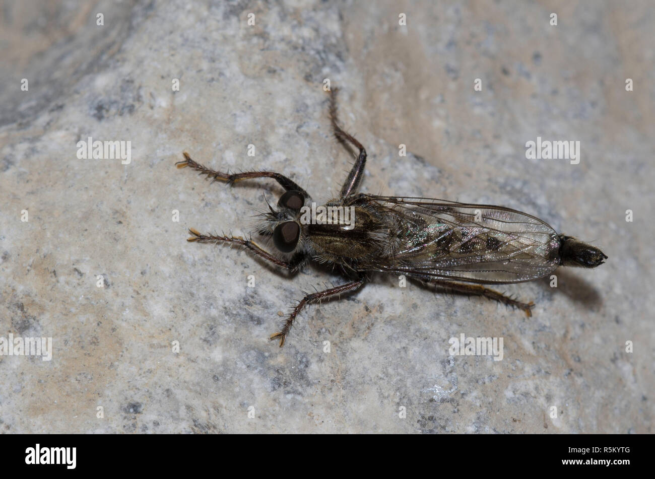 Räuber Fliegen, Efferia sp., männlich Stockfoto