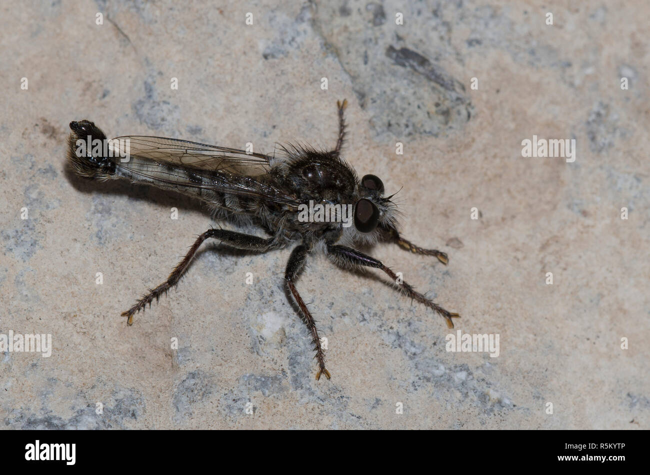 Räuber Fliegen, Efferia sp., männlich Stockfoto