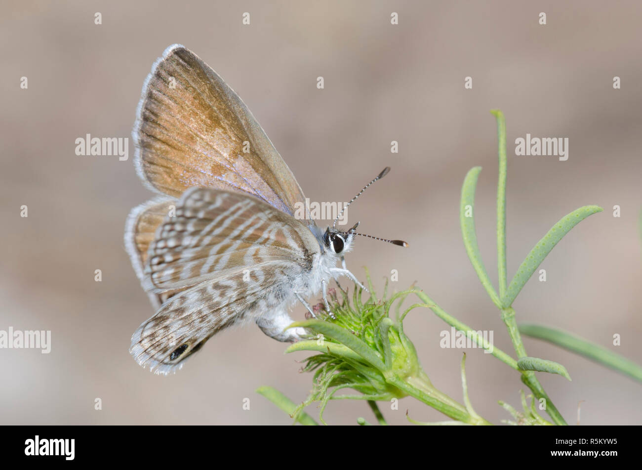 Marine Blue, Leptotes Marina, weibliche Ovipositing auf Prärieklee, Dalea sp. Stockfoto