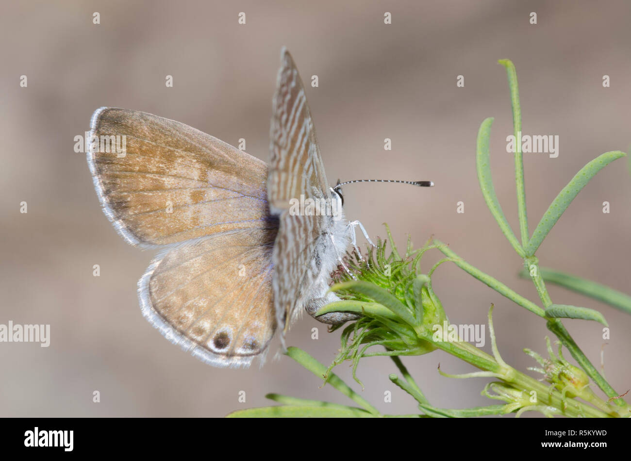 Marine Blue, Leptotes Marina, weibliche Ovipositing auf Prärieklee, Dalea sp. Stockfoto
