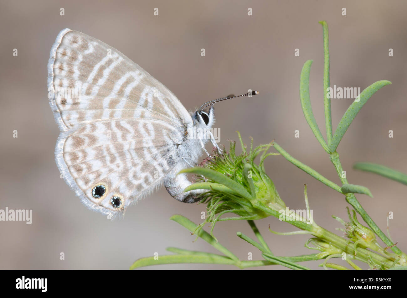 Marine Blue, Leptotes Marina, weibliche Ovipositing auf Prärieklee, Dalea sp. Stockfoto
