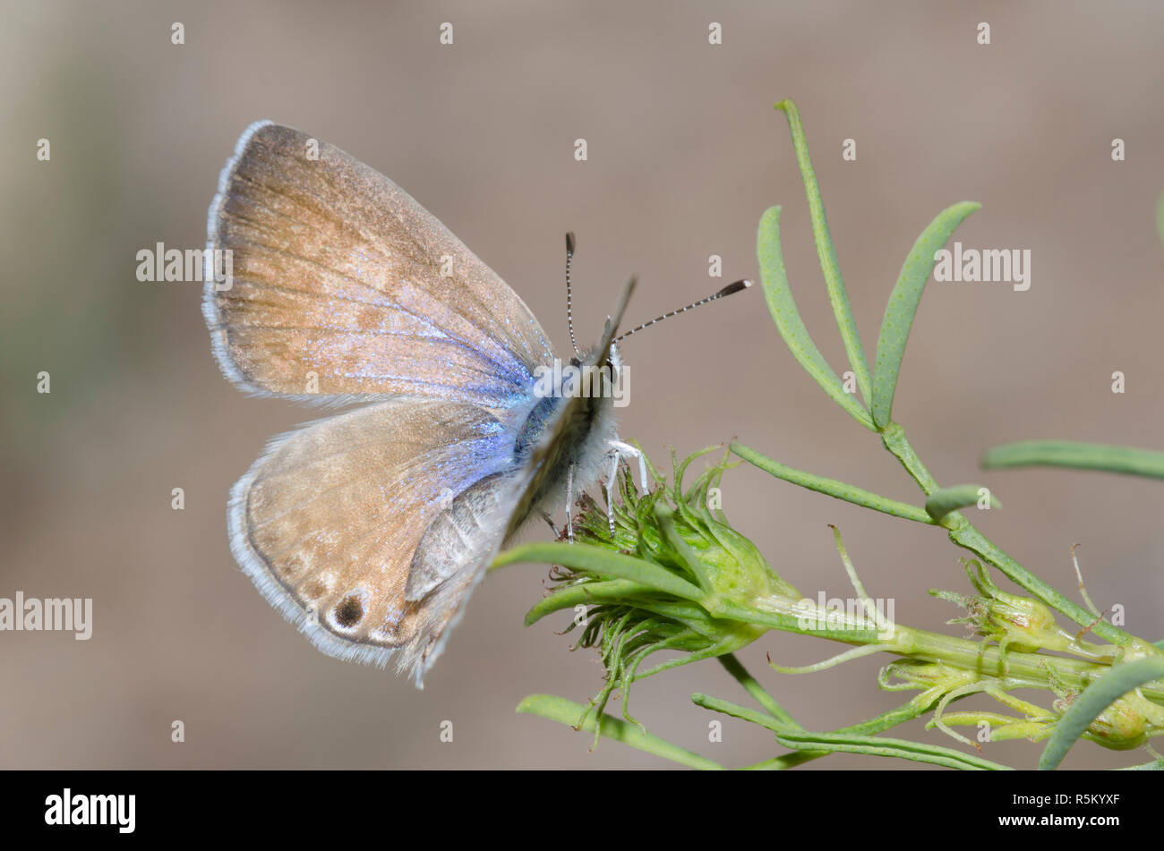 Marine Blau, Leptotes marina, Weiblich Stockfoto