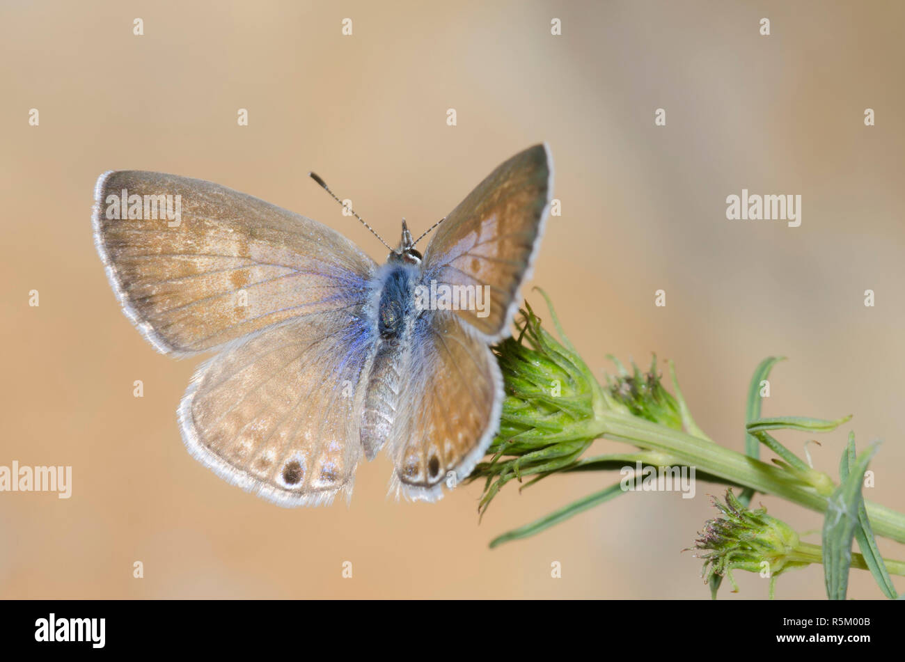 Marine Blau, Leptotes marina, Weiblich Stockfoto