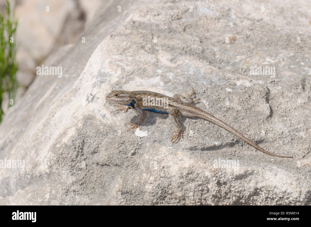 Plateau Zaun Eidechse, Sceloprus tristichus Stockfoto