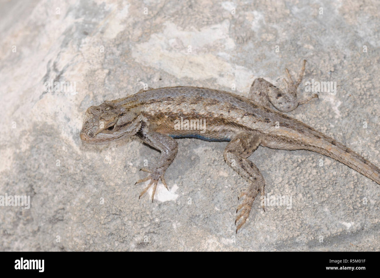 Plateau Zaun Eidechse, Sceloprus tristichus Stockfoto