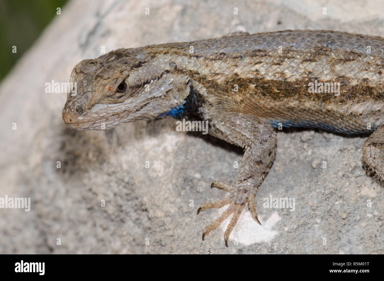 Plateau Zaun Eidechse, Sceloprus tristichus Stockfoto