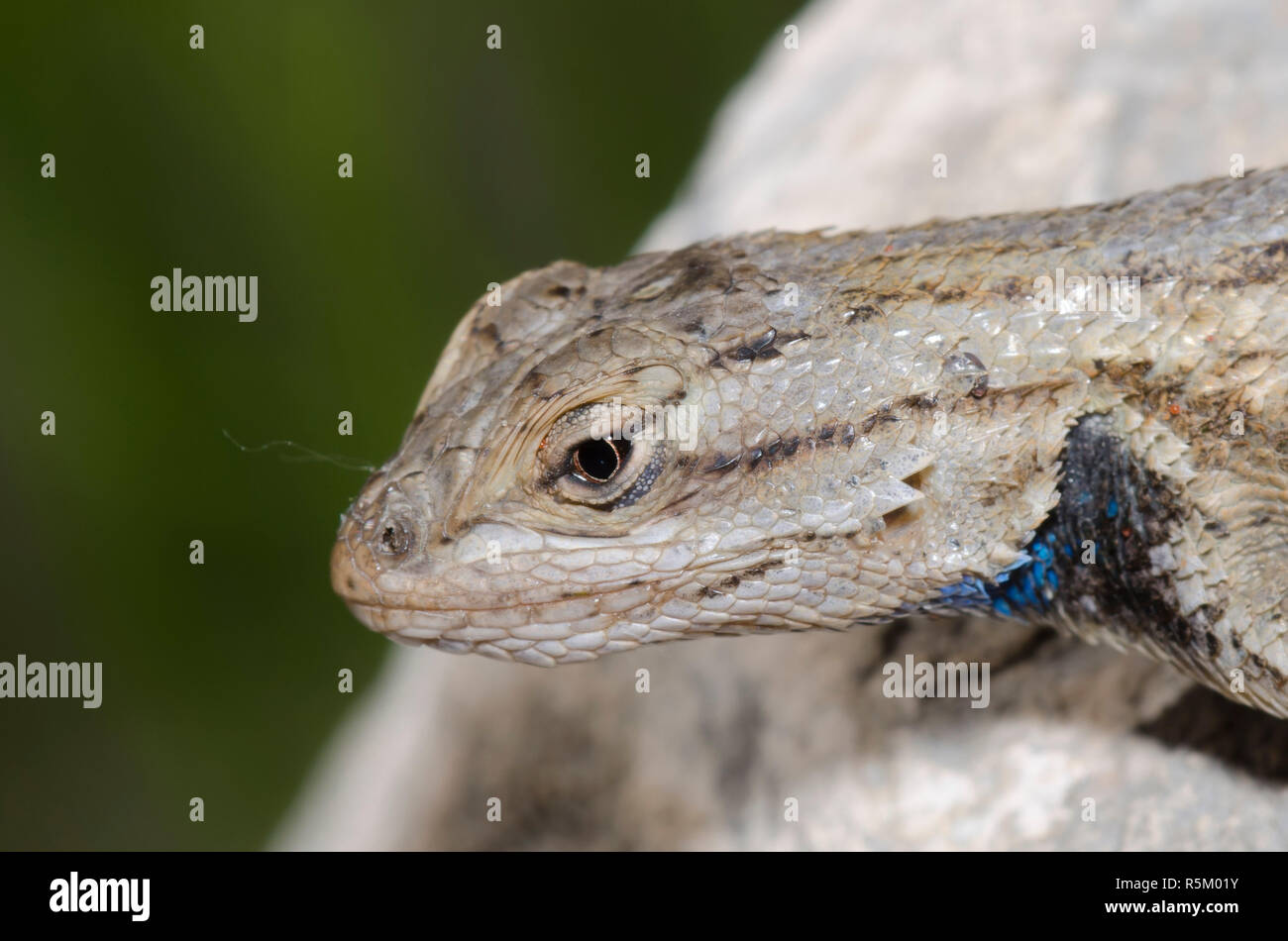 Plateau Zaun Eidechse, Sceloprus tristichus Stockfoto