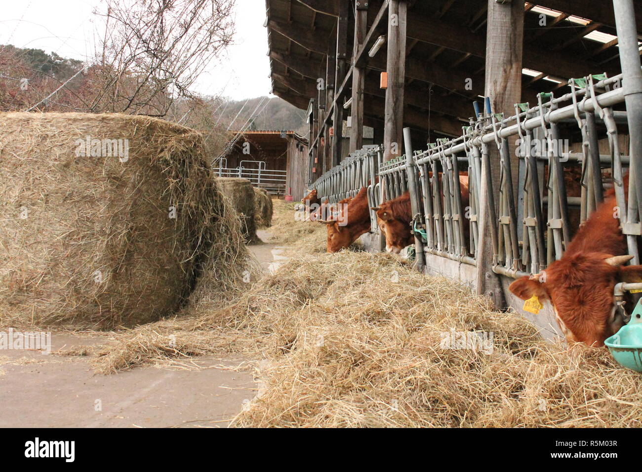 Kühe oder Rinder im Stall. Der Bauernhof ist als Bio in Deutschland eingestuft. Stockfoto