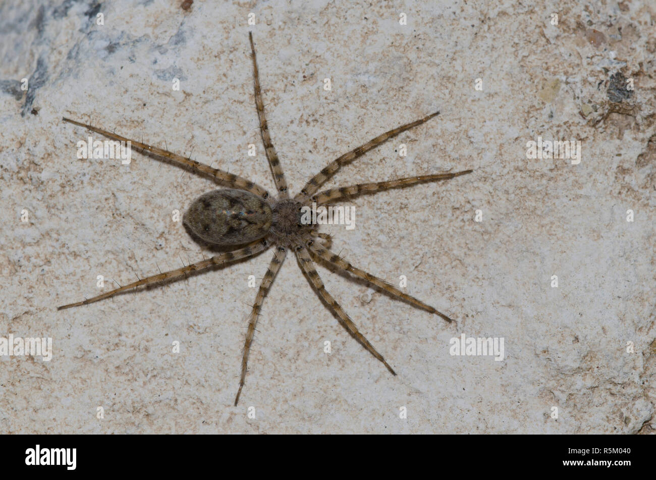 Thinlegged Wolf Spider, Pardosa sp. Stockfoto
