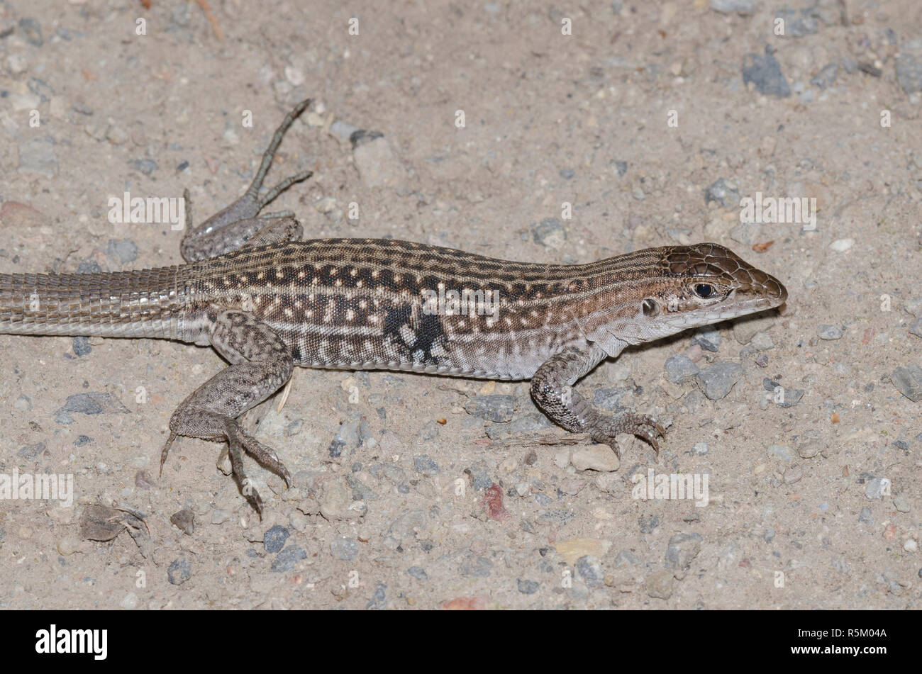 Chihuahuan beschmutzt, Aspidoscelis exsanguis Whiptail Stockfoto