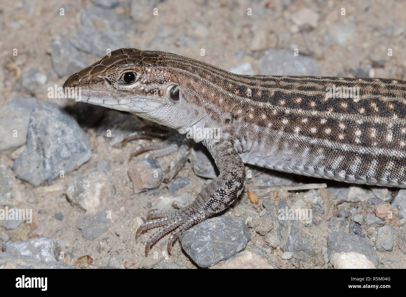 Chihuahuan beschmutzt, Aspidoscelis exsanguis Whiptail Stockfoto
