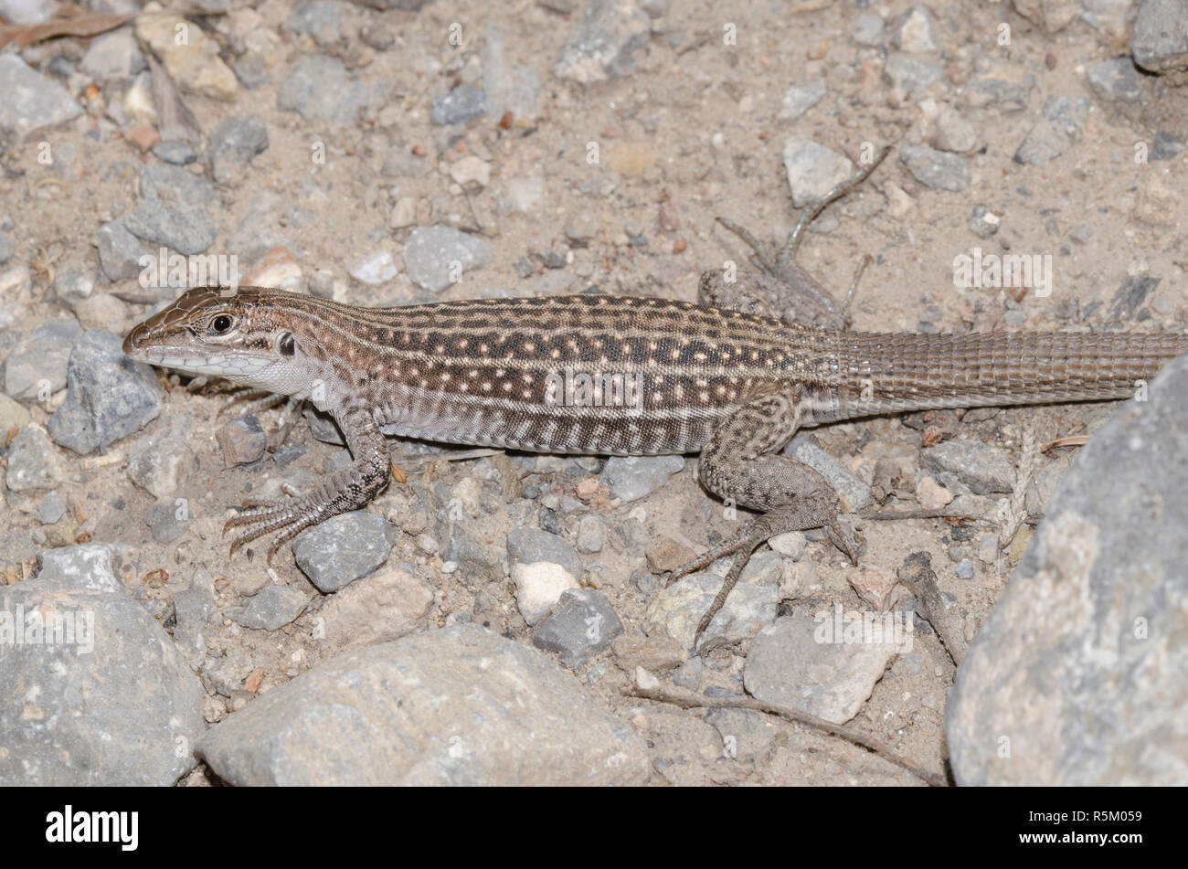Chihuahuan beschmutzt, Aspidoscelis exsanguis Whiptail Stockfoto