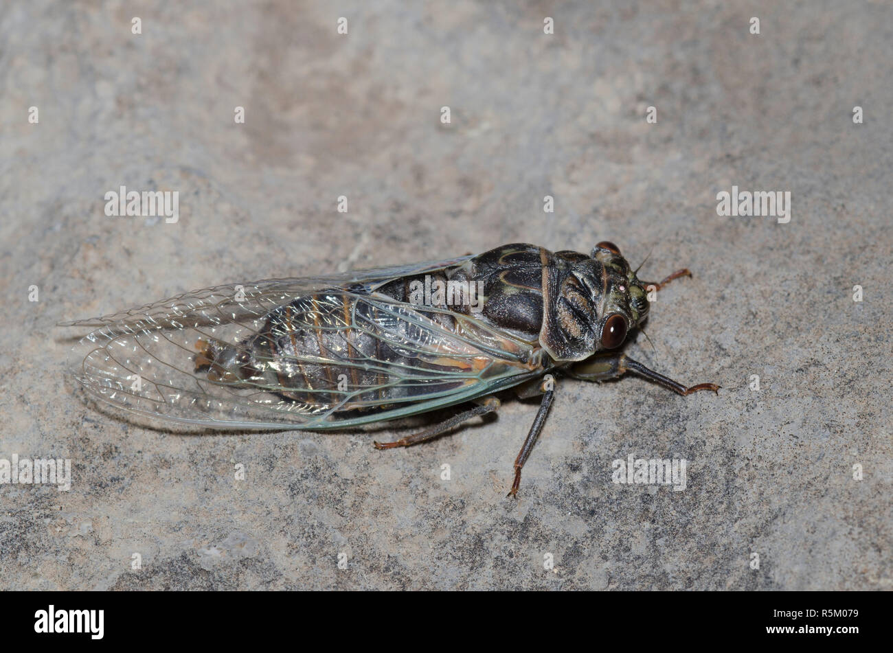 Western jährliche Zikade, Hadoa duryi, teneral Einzelnen Stockfoto