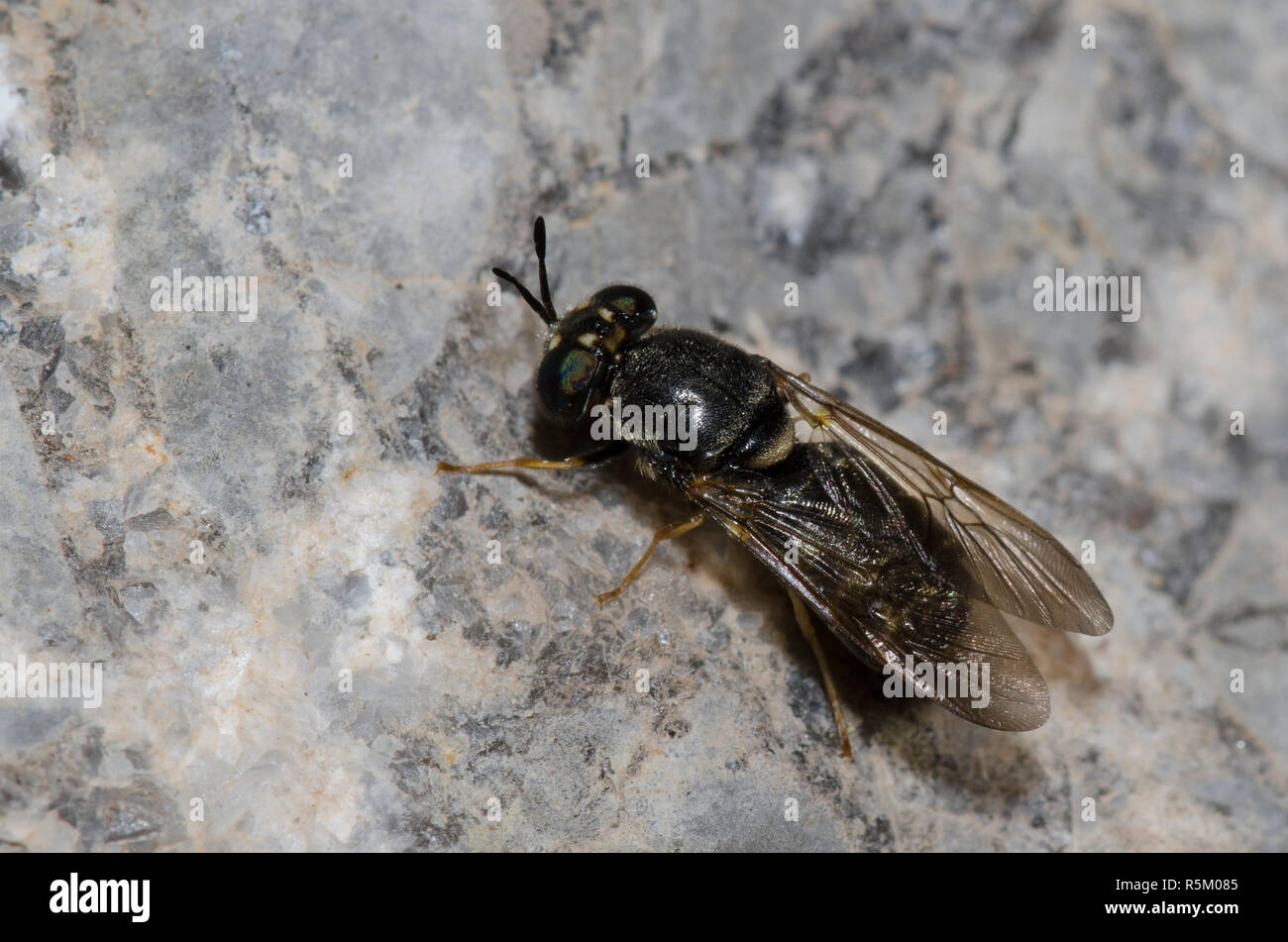 Soldat Fliegen, Hermetia sp. Stockfoto