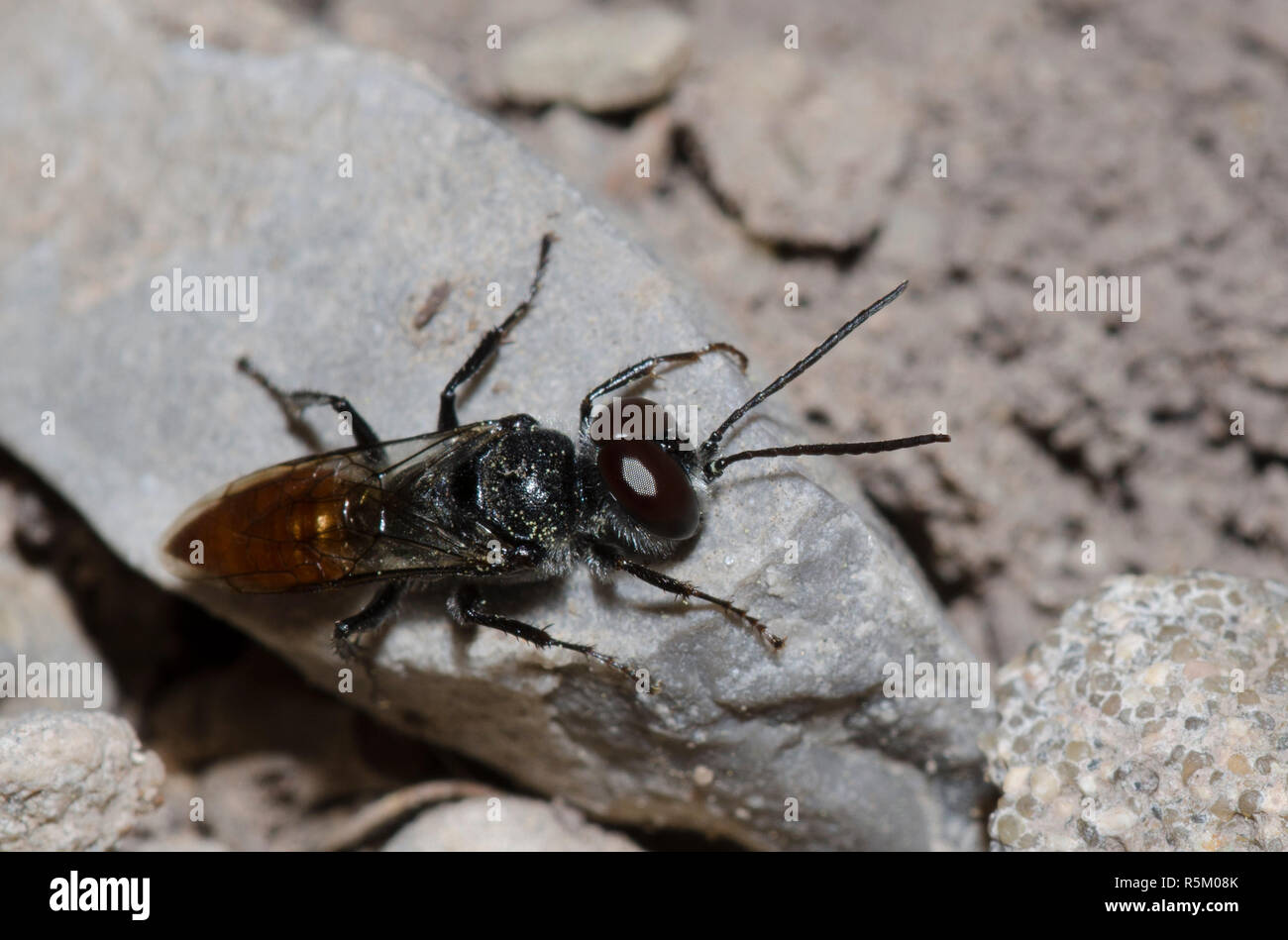 Wasp, Astata sp. Stockfoto