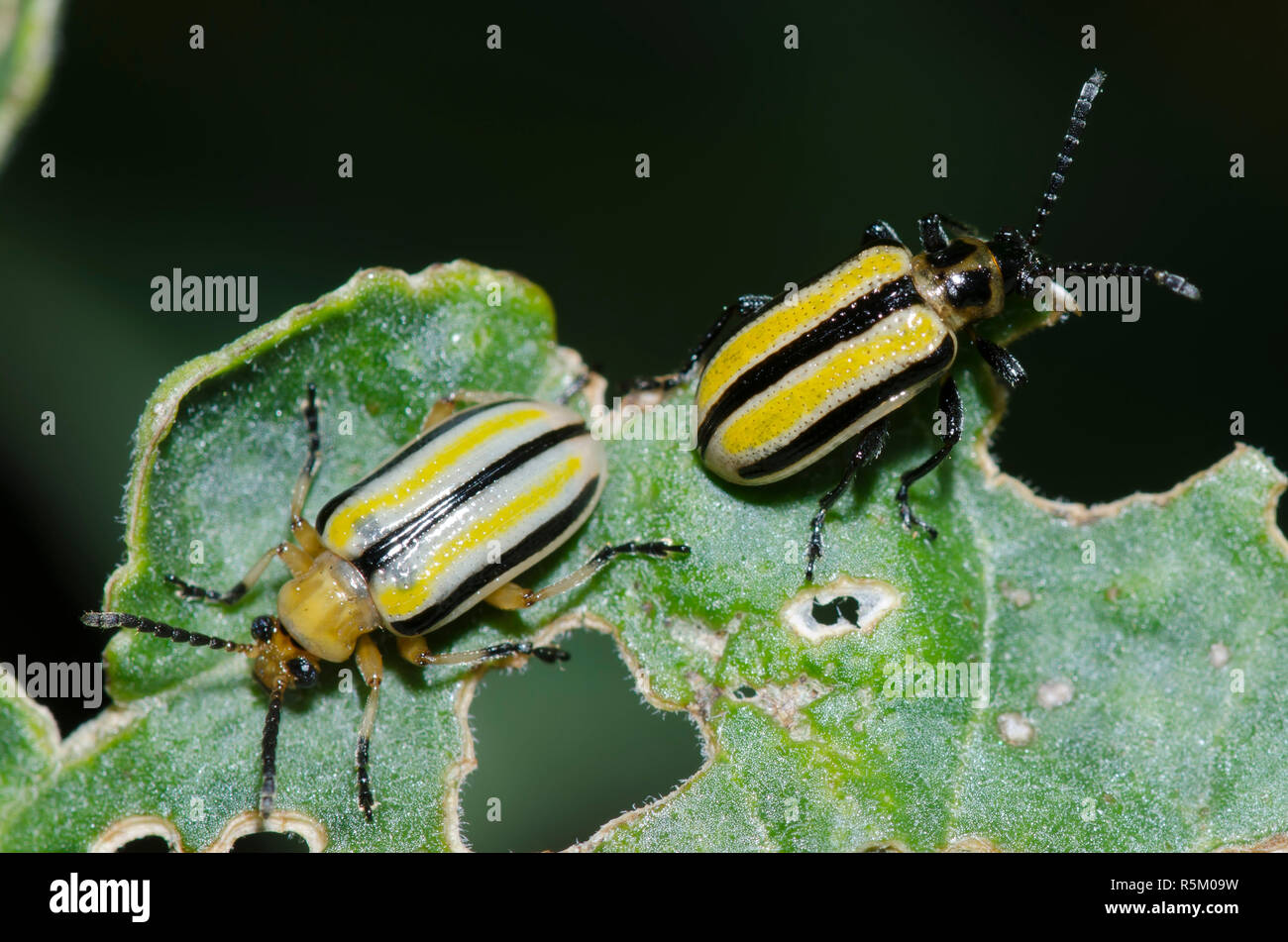 Blatt Käfer, Lema sp., männlich (rechts) und Frau gerade nach der Paarung Stockfoto