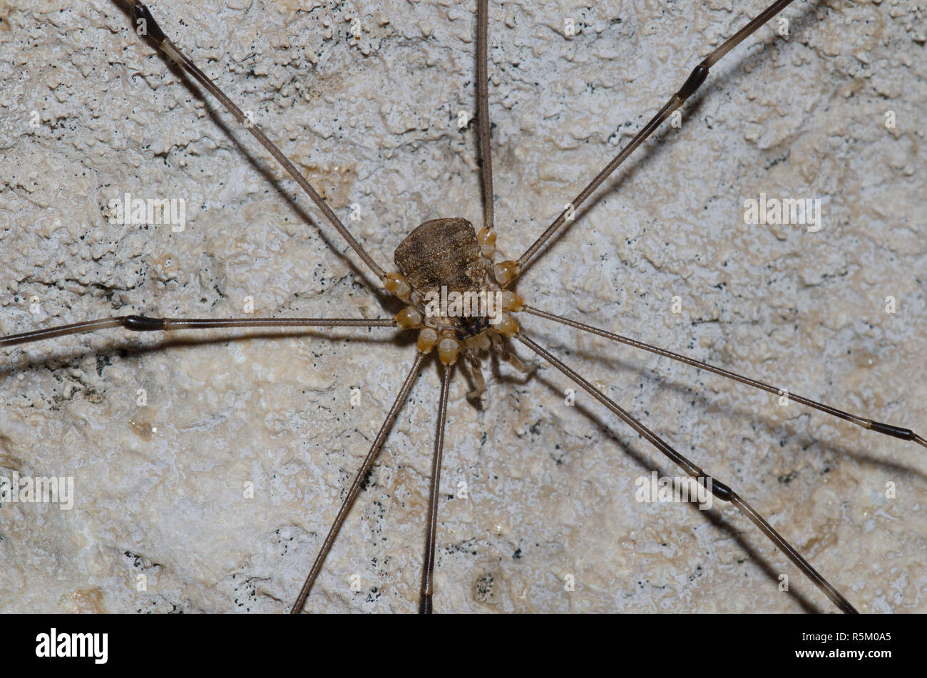 Schnitter, um opiliones Stockfoto