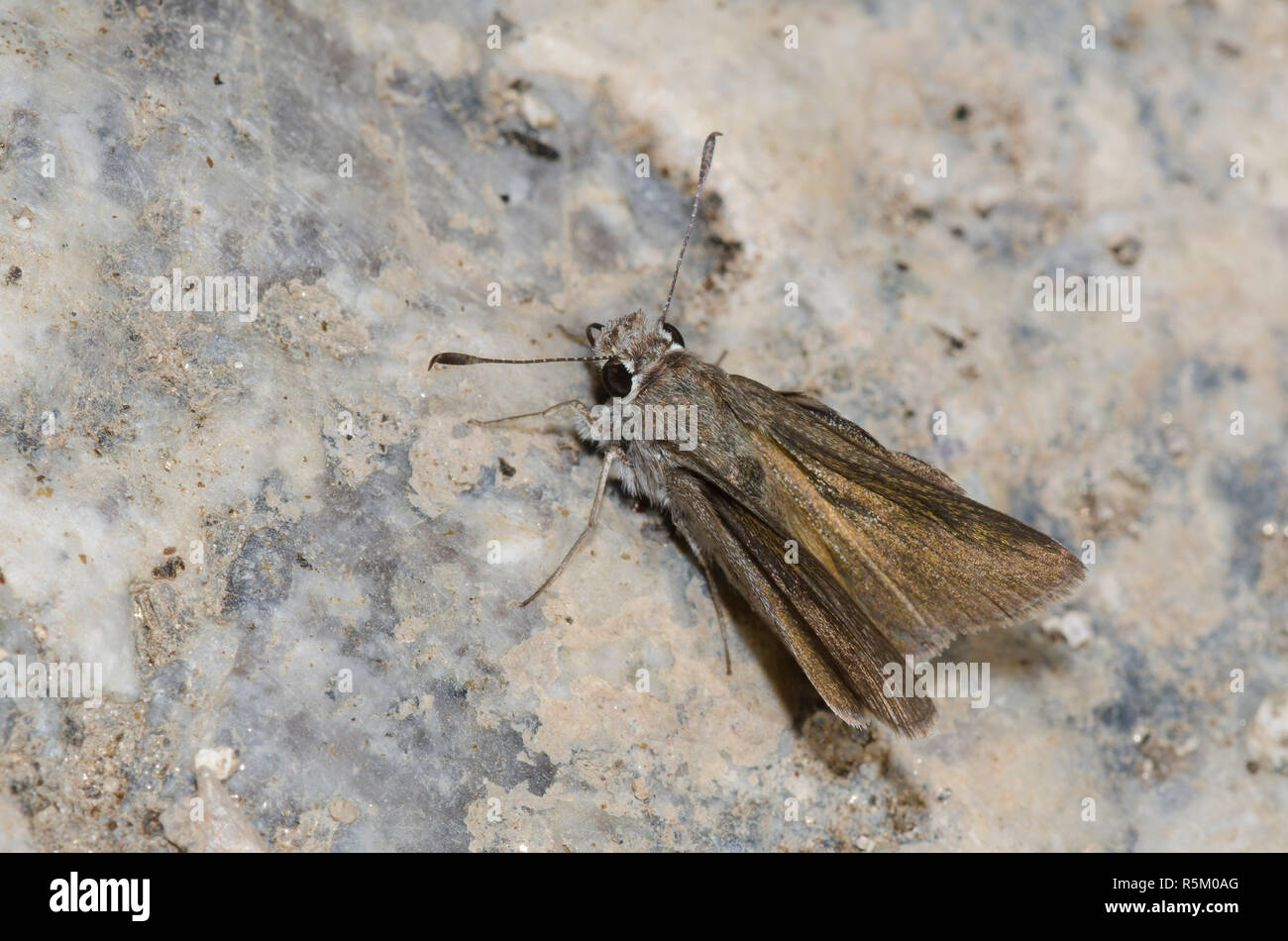 Oslar's Roadside-Skipper, Amblyscirtes oslari Stockfoto