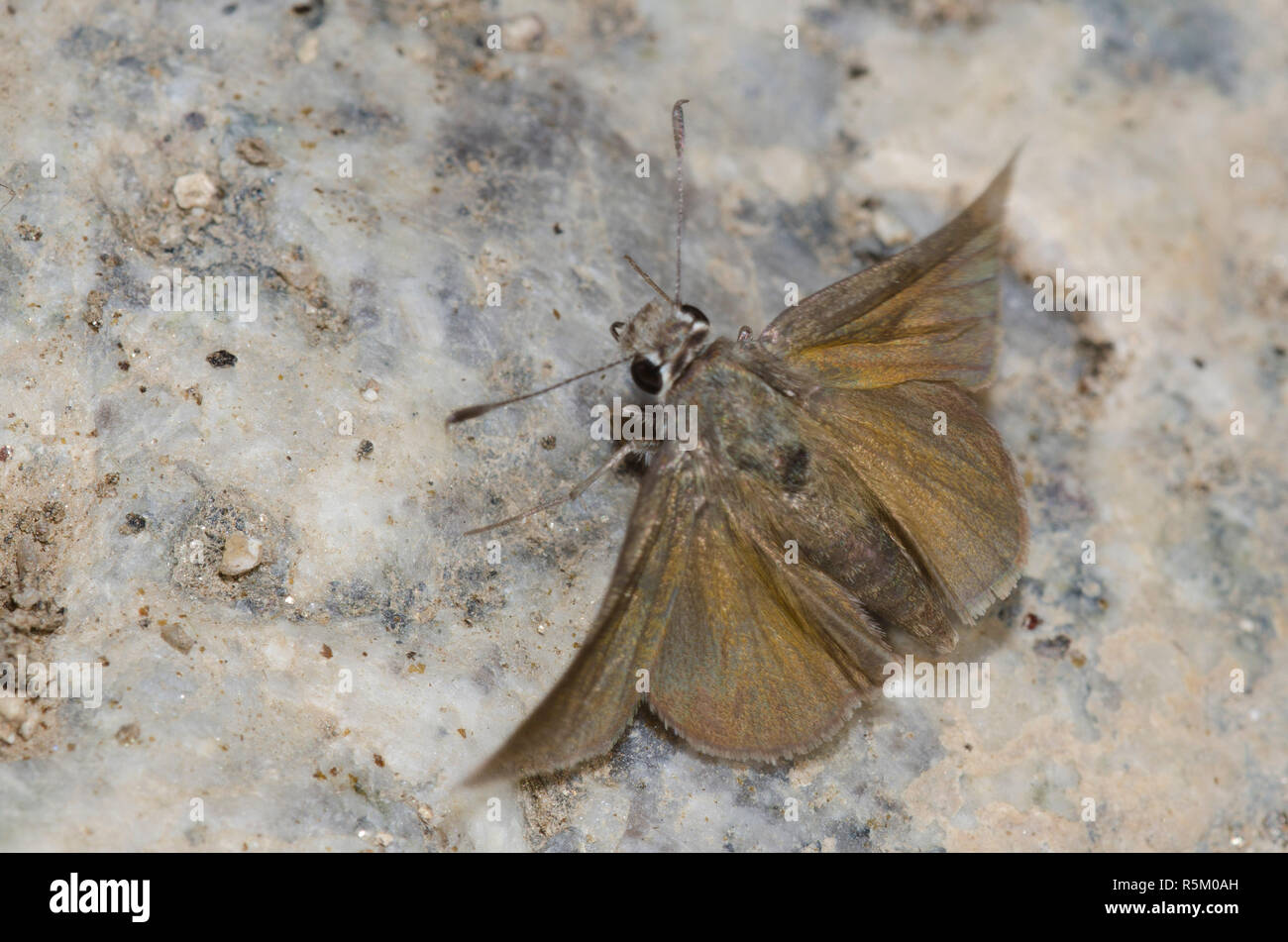 Oslar's Roadside-Skipper, Amblyscirtes oslari, taking flight Stockfoto