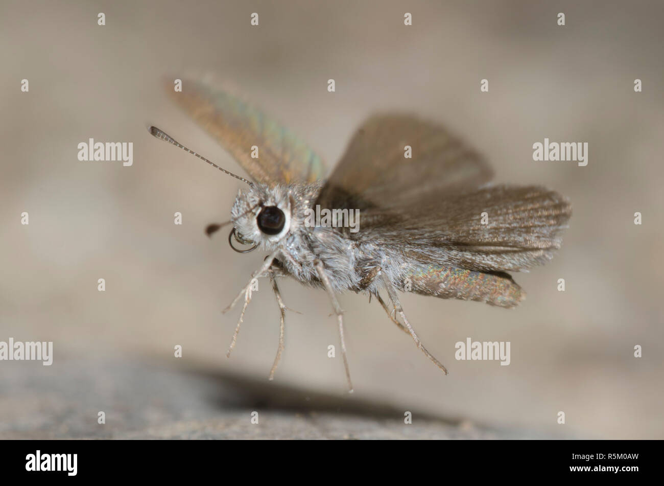 Oslar's Roadside-Skipper, Amblyscirtes oslari, taking flight Stockfoto