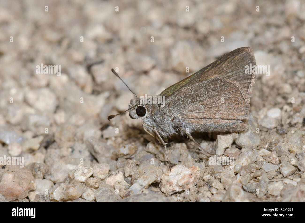 Oslar's Roadside-Skipper, Amblyscirtes oslari Stockfoto