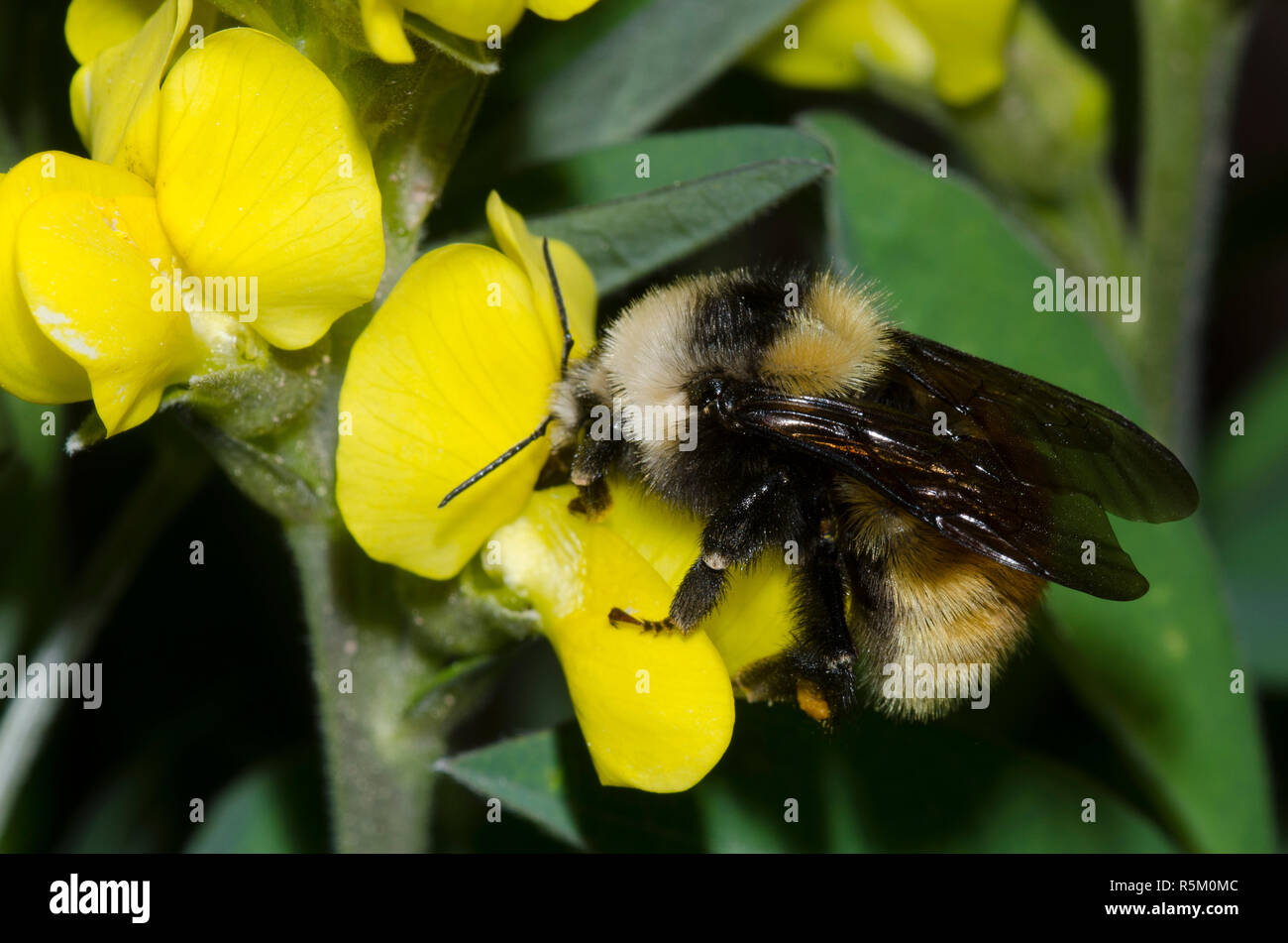 Berg Bumble Bee, Bombus appositus, Prairie, thermopsis Thermopsis rhombifolia Stockfoto