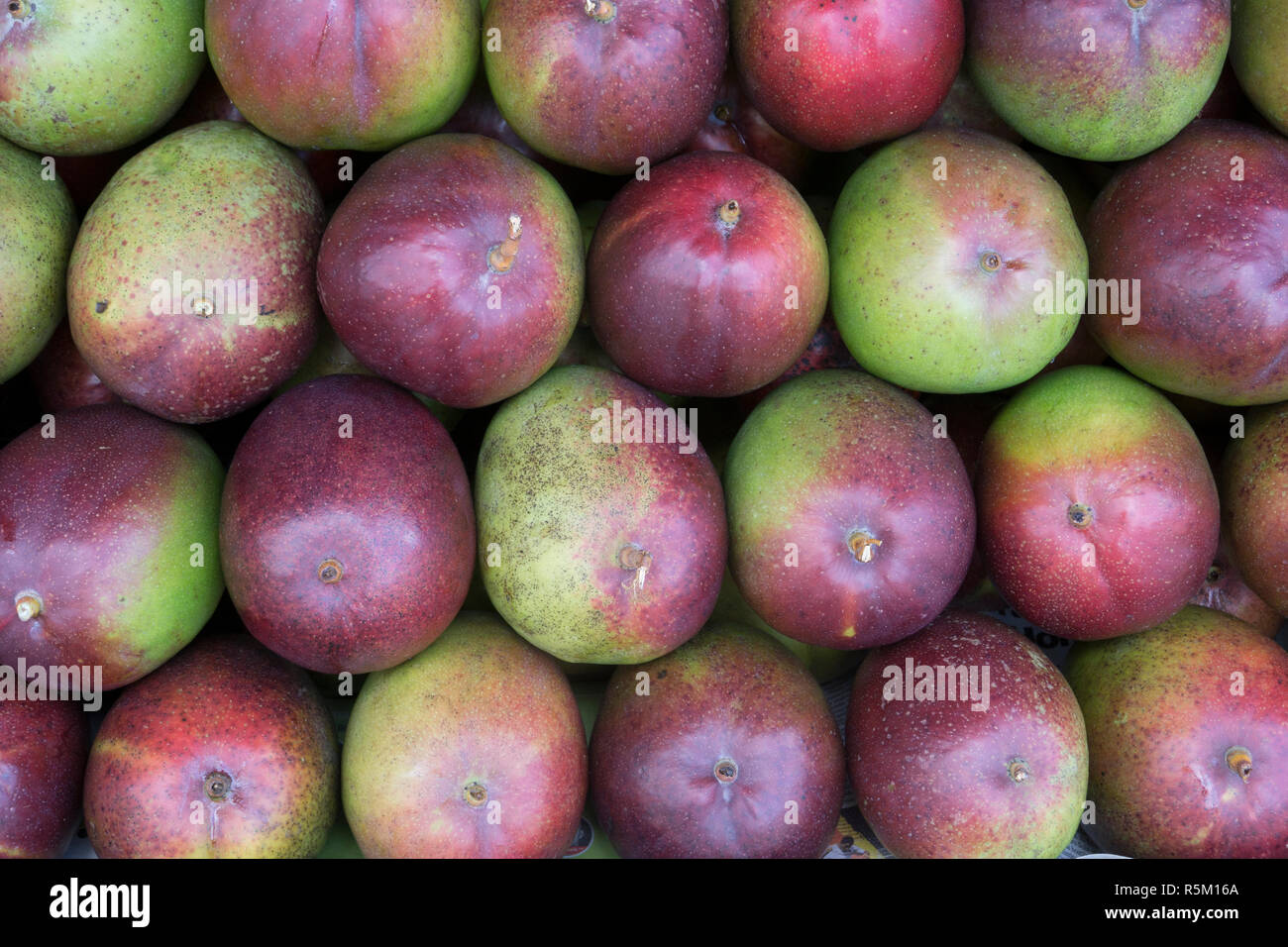Mango Anzeige an einen Bauernmarkt Stockfoto
