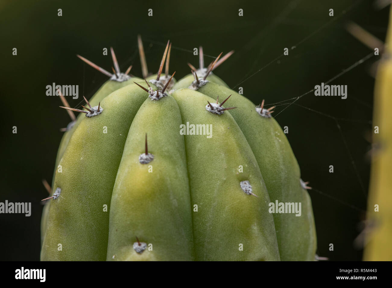 Der San Pedro Kaktus (echinopsis Pachanoi) ist eine gemeinsame Zierpflanzen Kaktus. Eine Nahaufnahme von den Dornen. Stockfoto
