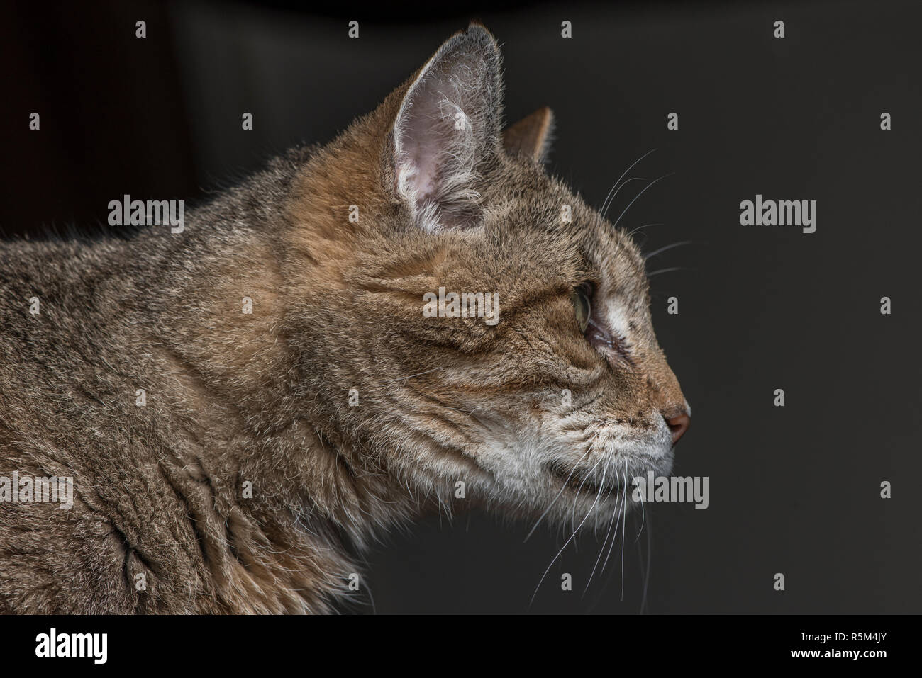 Eine Tabby-katze versessen auf etwas aus dem Rahmen der Foto. Stockfoto