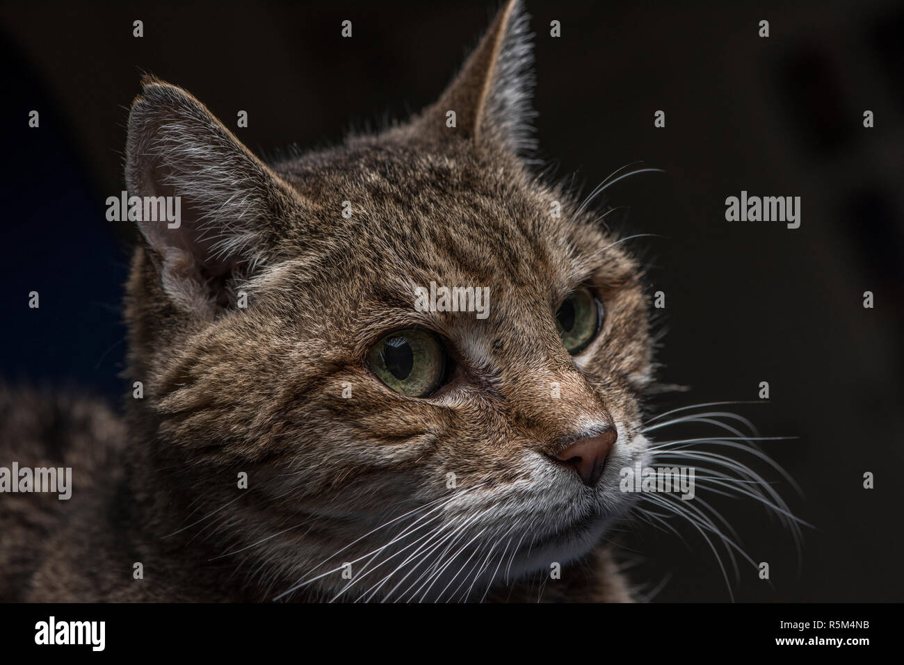 Eine Tabby-katze versessen auf etwas aus dem Rahmen der Foto. Stockfoto