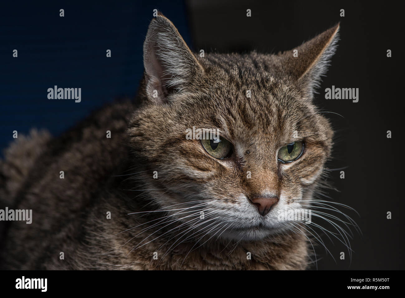 Eine alte gestromte Katze schaut mürrisch und vielleicht scheming über etwas. Stockfoto