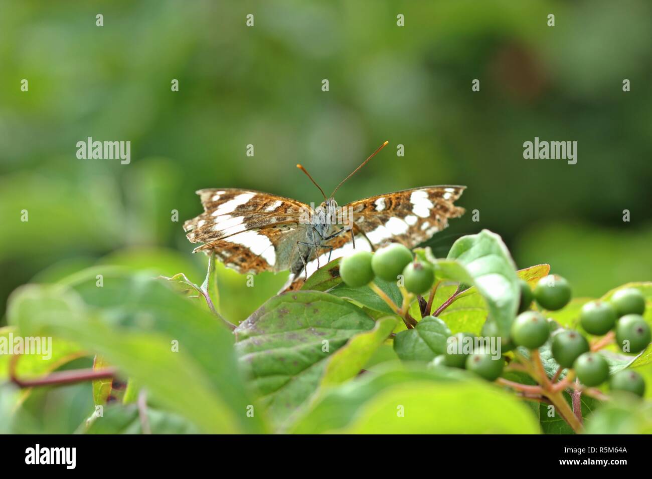 Kleiner Eisvogel (Limenitis camilla) auf hartriegel Stockfoto